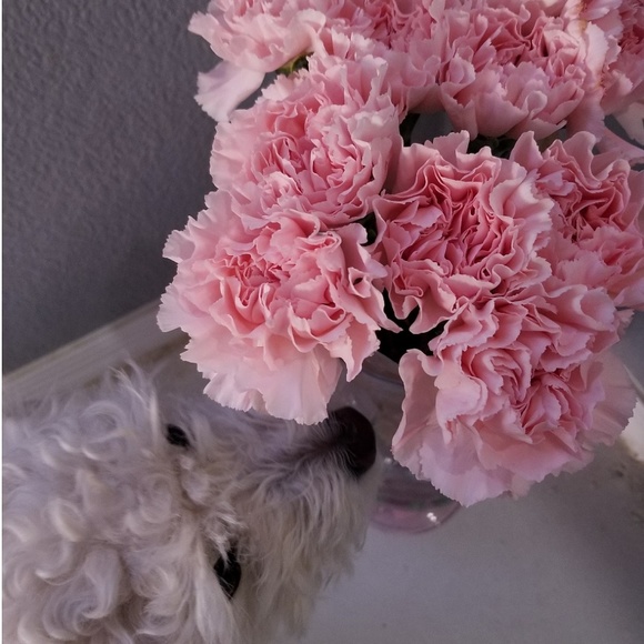 Meet your Posher, Erika - Picture 4 of 4